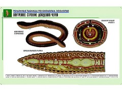 Рельефная таблица "Внутреннее строение дождевого червя" (формат А1, матовое ламинирование) - fgospostavki.ru - Челябинск