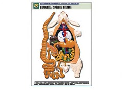 Рельефная таблица "Внутреннее строение кролика" (формат А1, матовое ламинирование) - fgospostavki.ru - Челябинск