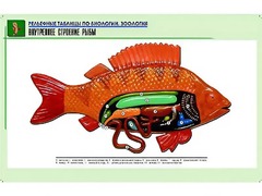 Рельефная таблица "Внутреннее строение рыбы" (формат А1, матовое ламинирование) - fgospostavki.ru - Челябинск