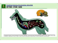 Рельефная таблица "Внутреннее строение собаки" (формат А1, матовое ламинирование) - fgospostavki.ru - Челябинск