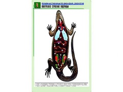 Рельефная таблица "Внутреннее строение ящерицы" (формат А1, матовое ламинирование) - fgospostavki.ru - Челябинск