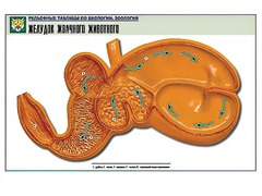 Рельефная таблица "Желудок жвачного животного" (формат А1, матовое ламинирование) - fgospostavki.ru - Челябинск