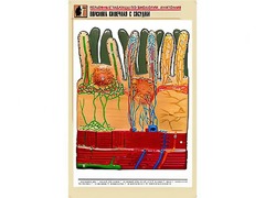 Рельефная таблица "Ворсинка кишечная с сосудом" (формат А1, матовое ламинирование) - fgospostavki.ru - Челябинск