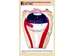 Рельефная таблица "Глаз. Строение" (формат А1, матовое ламинирование) - fgospostavki.ru - Челябинск
