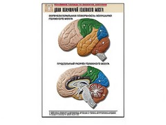 Рельефная таблица "Доли полушарий головного мозга" (формат А1, матовое ламинирование) - fgospostavki.ru - Челябинск