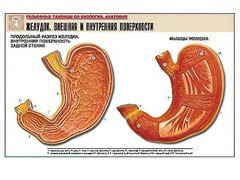 Рельефная таблица "Желудок. Внешняя и внутренняя поверхности" (формат А1, матовое ламинирование) - fgospostavki.ru - Челябинск