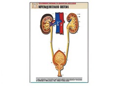 Рельефная таблица "Мочевыделительная система" (формат А1, матовое ламинирование) - fgospostavki.ru - Челябинск