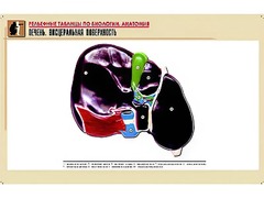 Рельефная таблица "Печень. Висцеральная поверхность" (формат А1, матовое ламинирование) - fgospostavki.ru - Челябинск