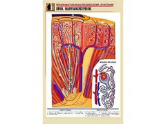 Рельефная таблица "Почка. Макро-микростроение" (формат А1, матовое ламинирование) - fgospostavki.ru - Челябинск