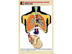 Рельефная таблица "Строение легких" (формат А1, матовое ламинирование) - fgospostavki.ru - Челябинск