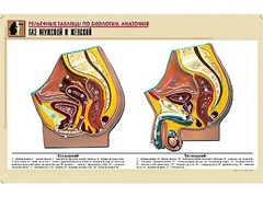 Рельефная таблица "Таз мужской и женский" (формат А1, матовое ламинирование) - fgospostavki.ru - Челябинск