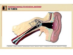 Рельефная таблица "Ухо человека" (формат А1, матовое ламинирование) - fgospostavki.ru - Челябинск