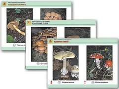 Комплект таблиц раздаточных "Грибы съедобные и несъедобные" (цветные, ламинированные, А4, 8 штук) - fgospostavki.ru - Челябинск