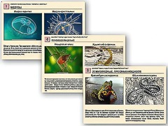 Комплект таблиц раздаточных "Ядовитые животные" - fgospostavki.ru - Челябинск