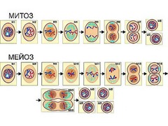 Модель-аппликация "Деление клетки. Митоз и мейоз" (ламинированная) - fgospostavki.ru - Челябинск