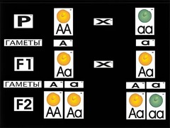 Модель-аппликация "Моногибридное скрещивание" (ламинированная) - fgospostavki.ru - Челябинск
