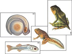 Модель-аппликация "Развитие костной рыбы и лягушки" (ламинированная) - fgospostavki.ru - Челябинск