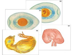 Модель-аппликация "Развитие птицы и млекопитающего (человека)" (ламинированная) - fgospostavki.ru - Челябинск