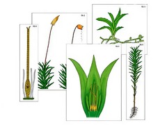 Модель-аппликация "Размножение мха" (ламинированная) - fgospostavki.ru - Челябинск