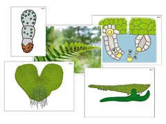 Модель-аппликация "Размножение папоротника" (ламинированная) - fgospostavki.ru - Челябинск