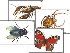 Модель-аппликация "Разнообразие беспозвоночных" (ламинированная) - fgospostavki.ru - Челябинск