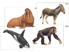 Модель-аппликация "Разнообразие высших хордовых 2. Млекопитающие" (ламинированная) - fgospostavki.ru - Челябинск