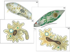 Модель-аппликация "Строение и разнообразие простейших" (ламинированная) - fgospostavki.ru - Челябинск