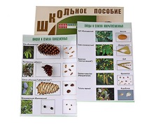 Коллекция "Шишки, плоды, семена деревьев и кустарников" - fgospostavki.ru - Челябинск