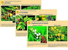 Гербарий фотографический "Ядовитые растения" - fgospostavki.ru - Челябинск