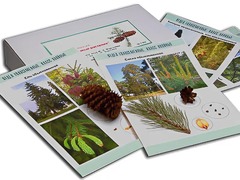 Коллекция "Голосеменные растения" - fgospostavki.ru - Челябинск