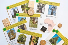 Коллекция "Древесные растения и их распространение" (демонстрационная) - fgospostavki.ru - Челябинск