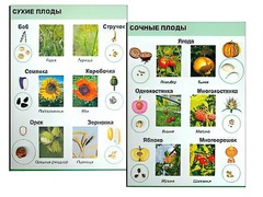 Коллекция "Семена и плоды" - fgospostavki.ru - Челябинск