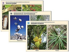 Гербарий фотографический "Сельскохозяйственные растения мира" - fgospostavki.ru - Челябинск