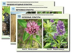 Гербарий фотографический "Сельскохозяйственные растения России" - fgospostavki.ru - Челябинск