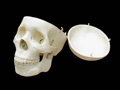 Модель "Череп человека" - fgospostavki.ru - Челябинск