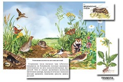 Магнитный плакат-аппликация "Луг: биоразнообразие и взаимосвязи в сообществе" - fgospostavki.ru - Челябинск