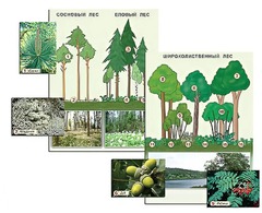 Гербарий фотографический "Растительные сообщества. Лес" (раздаточный) - fgospostavki.ru - Челябинск