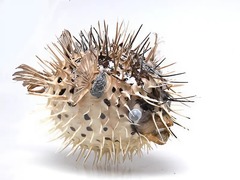 Сухой препарат "Еж-рыба морская" - fgospostavki.ru - Челябинск