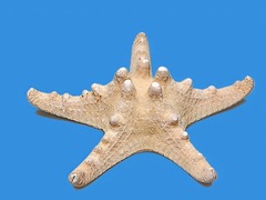 Сухой препарат "Звезда морская" - fgospostavki.ru - Челябинск