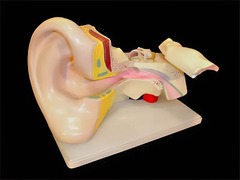 Модель уха - fgospostavki.ru - Челябинск