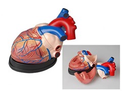 Модель сердца в разрезе (демонстрационная) - fgospostavki.ru - Челябинск