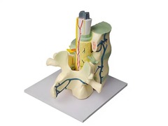 Модель части позвоночника человека - fgospostavki.ru - Челябинск