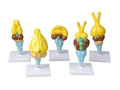 Комплект моделей строения мозга позвоночных - fgospostavki.ru - Челябинск