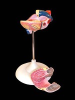 Модель сердца (лабораторная) - fgospostavki.ru - Челябинск