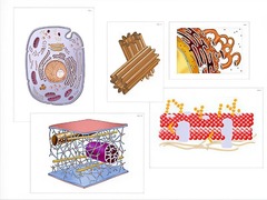 Модель-аппликация "Строение клетки" (ламинированная) - fgospostavki.ru - Челябинск