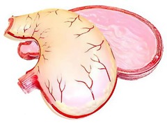 Модель желудка в разрезе - fgospostavki.ru - Челябинск