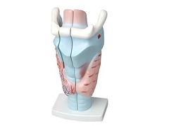 Модель гортани в разрезе - fgospostavki.ru - Челябинск