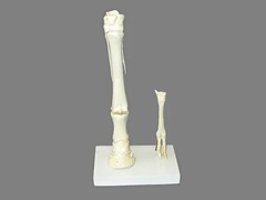 Модель "Скелет конечностей лошади и овцы" (на подставке) - fgospostavki.ru - Челябинск