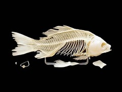 Скелет костистой рыбы - fgospostavki.ru - Челябинск