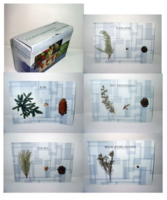 Коллекция "Голосеменные растения" - fgospostavki.ru - Челябинск